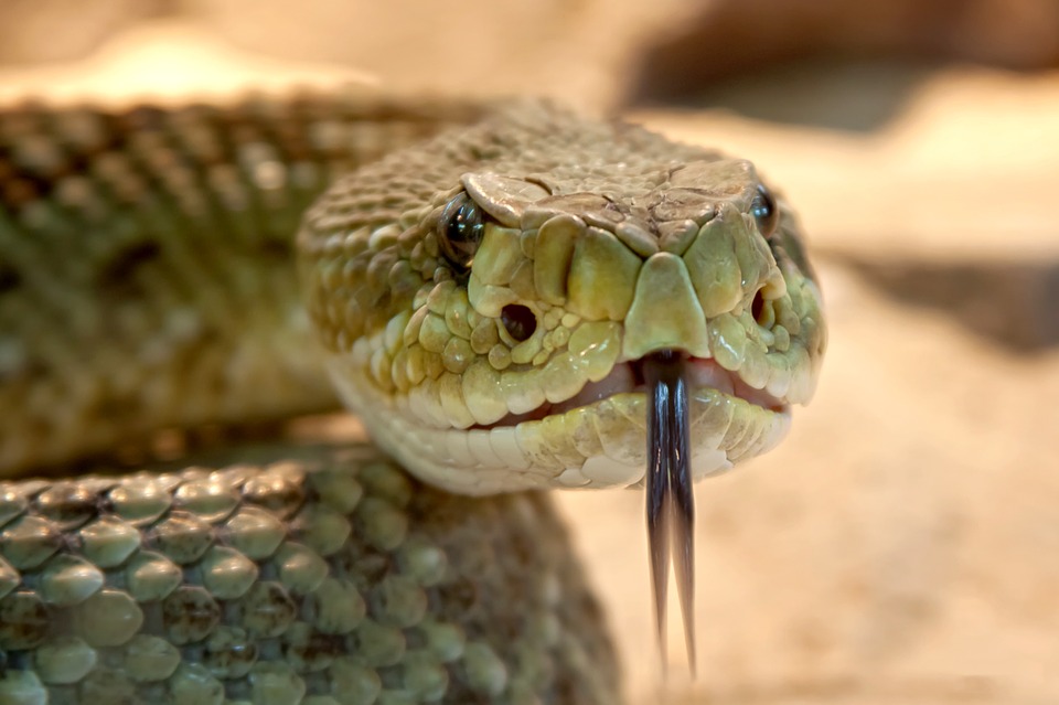 Domácí chov hada